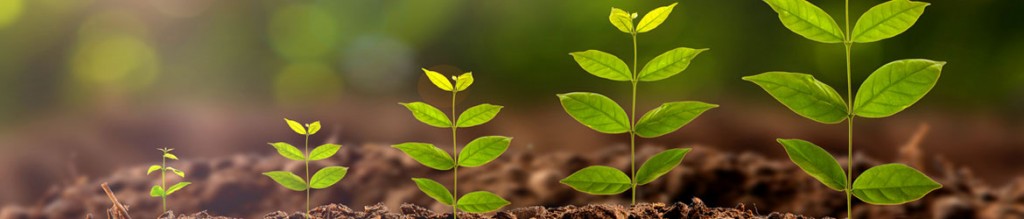 SANS Maturity Model lets you grow security with your business.